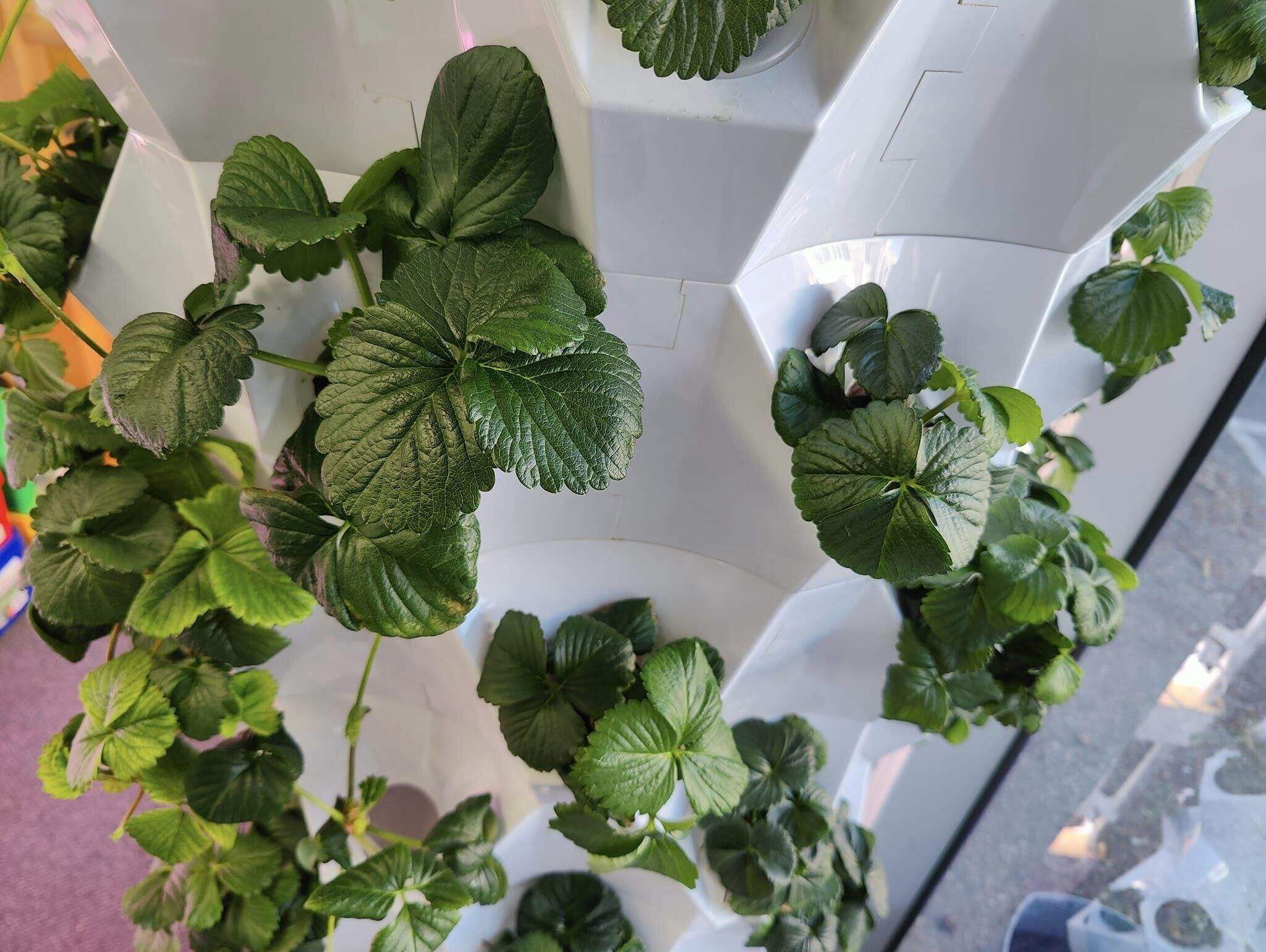 5-10 Tiers Home Use Indoor Gardening DIY Grow Tower for Growing Strawberries Lettuce Vegetables Pineapple Garden Tower