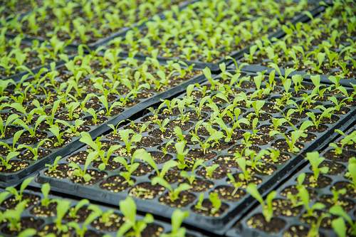 Starter Trays for Seeds by G&N: Kickstart Your Hydroponic Growth with Quality