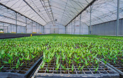 reusable seed starting trays