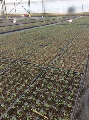 seed starting trays with dome