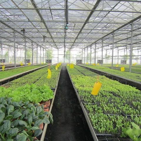 Hydroponic Grow Table Nursery Tray Ebb and Flow Planting Table Ebb and Flow Hydroponic System