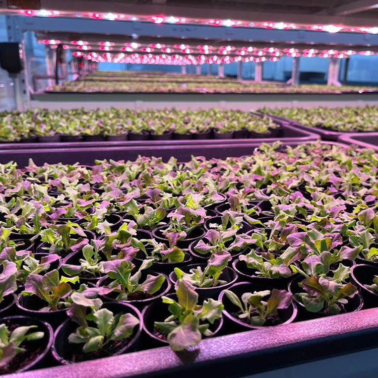 Greenhouse Ebb and Flow Table Rolling Benche Hydroponic System Grow Table Ebb and Flow Table