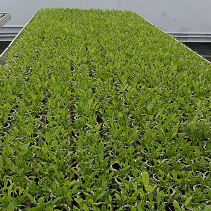 Ebb Flow Tray Flood Benches Ebb and Flow Rolling Table Seedbed