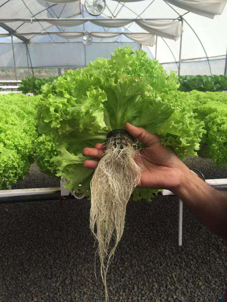 2022 Plastic Nursery Net Cup Hydroponic Mesh Pot Balcony Vegetable Plant Soilless Cultivation Basket