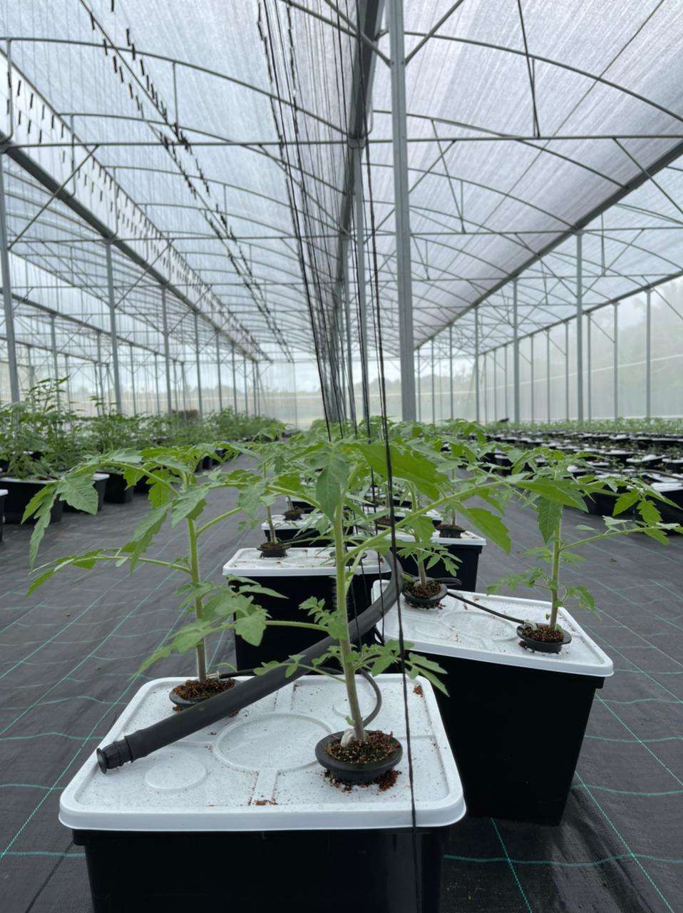 G&N Manufacturer 2 3 4 Inch Net Pots for Hydroponics Aquaponics Orchids Planting