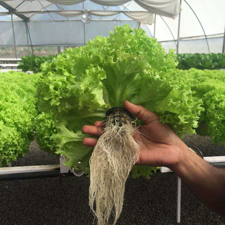 Wholesale High Quality PP Material 2 3 4 Inch Net Cup Mesh Basket Pot for Green House Plants Greenhouse Equipment Hydroponics