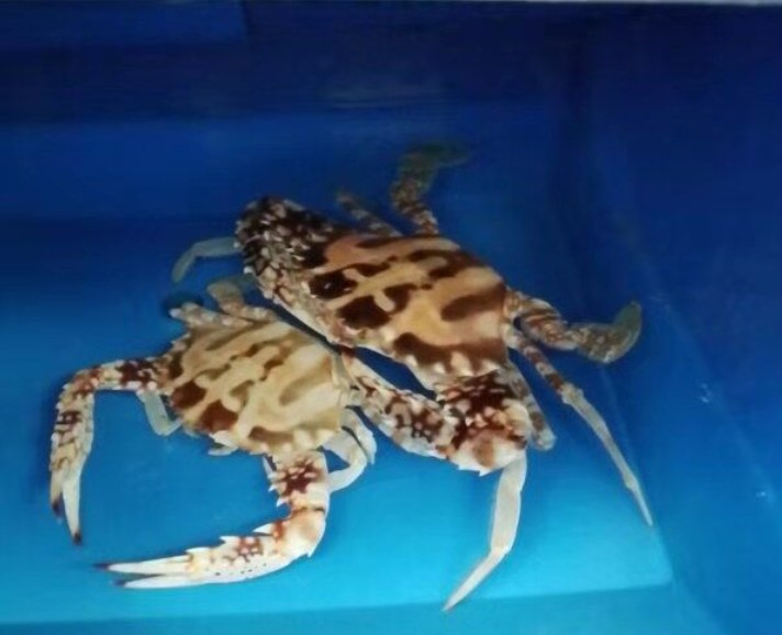 China Factory Good Price PP/PE Plastic Fishing Vented Crab Box RAS System Indoor Farming for Sell