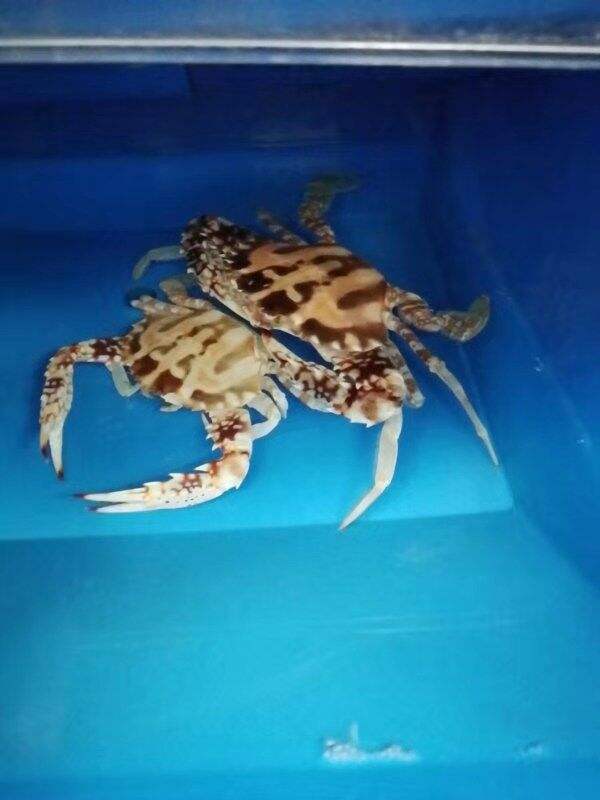 High Quality Mud Crab House Traps Indoor Recirculating Aquaculture System Crab Box
