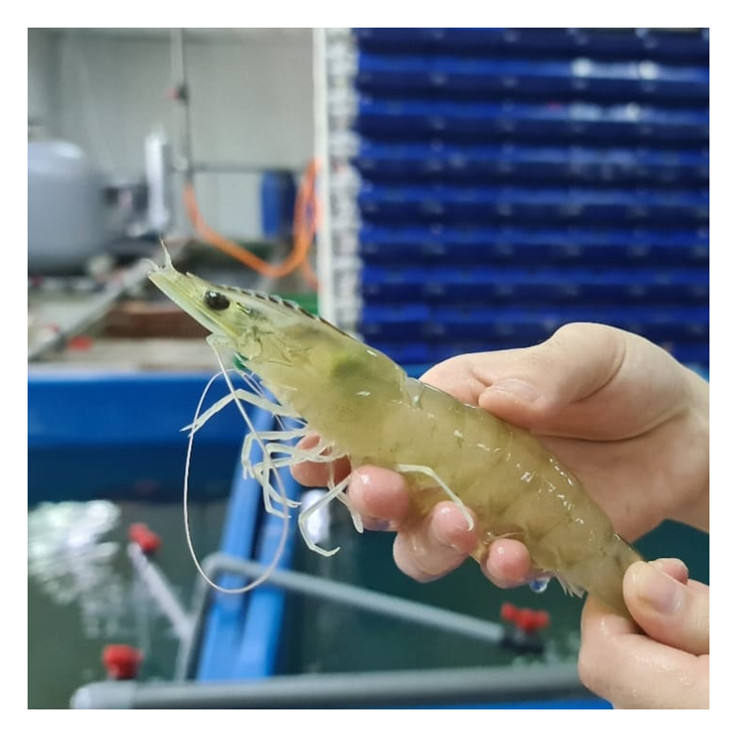 High Quality Mud Crab House Traps Indoor Recirculating Aquaculture System Crab Box