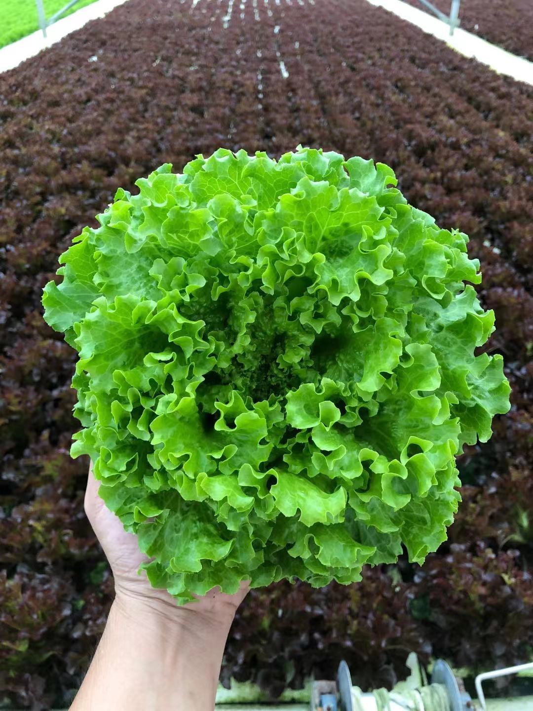 XPS 100*60mm DWC Hydroponic Growing System Raft Floating Board XPS Foam Board with 50mm or Customized Hole