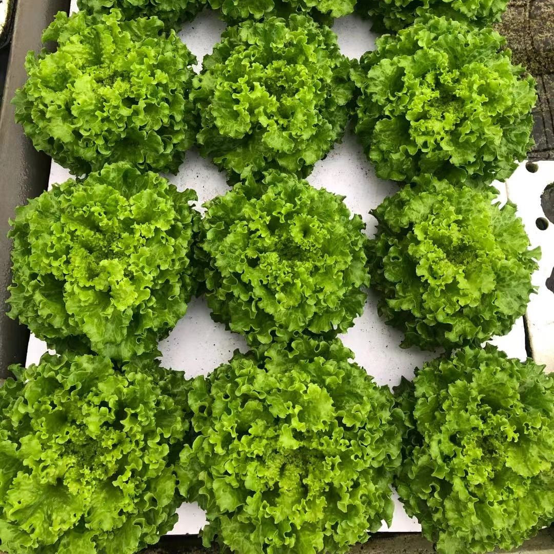 XPS 100*60mm DWC Hydroponic Growing System Raft Floating Board XPS Foam Board with 50mm or Customized Hole