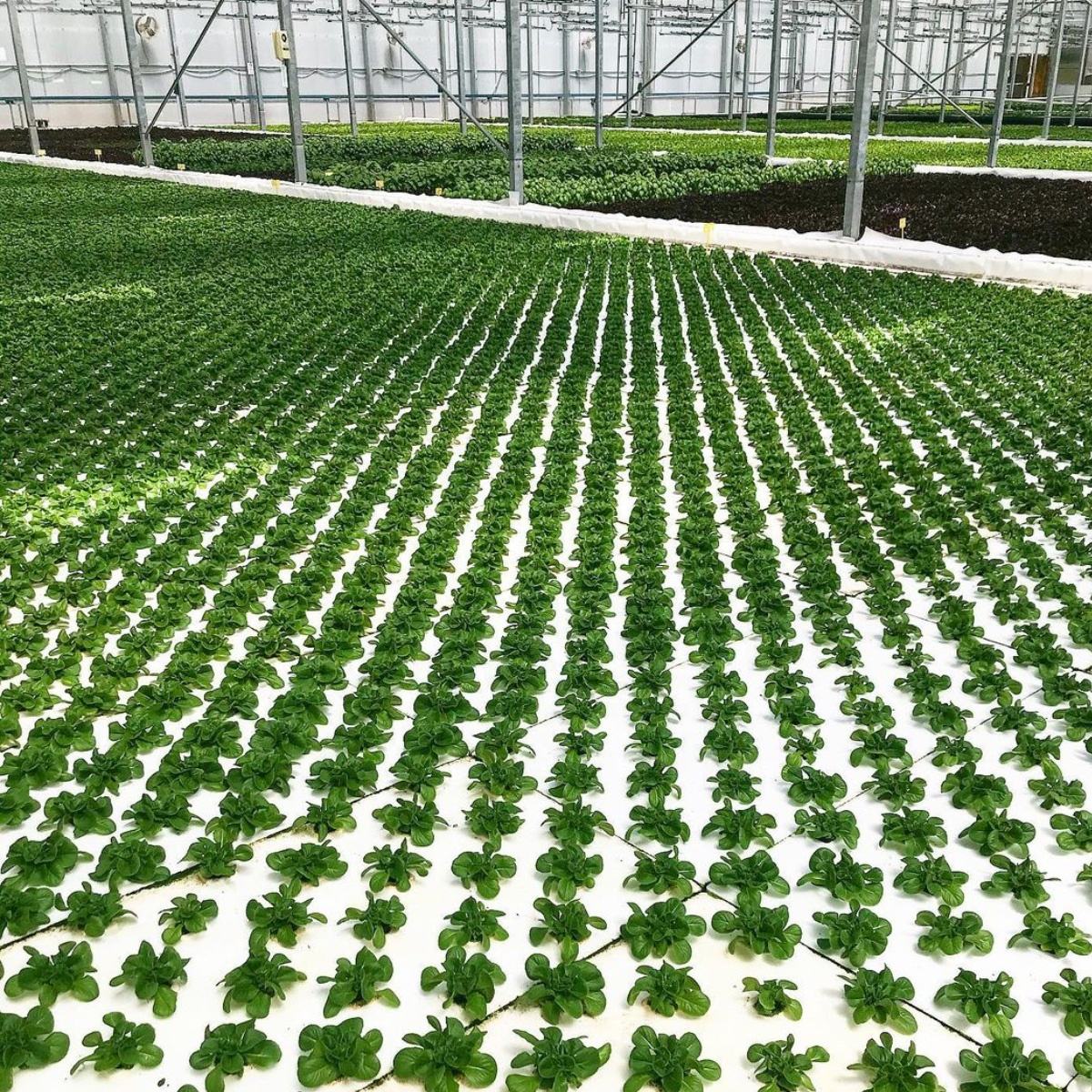 XPS 100*60mm DWC Hydroponic Growing System Raft Floating Board XPS Foam Board with 50mm or Customized Hole
