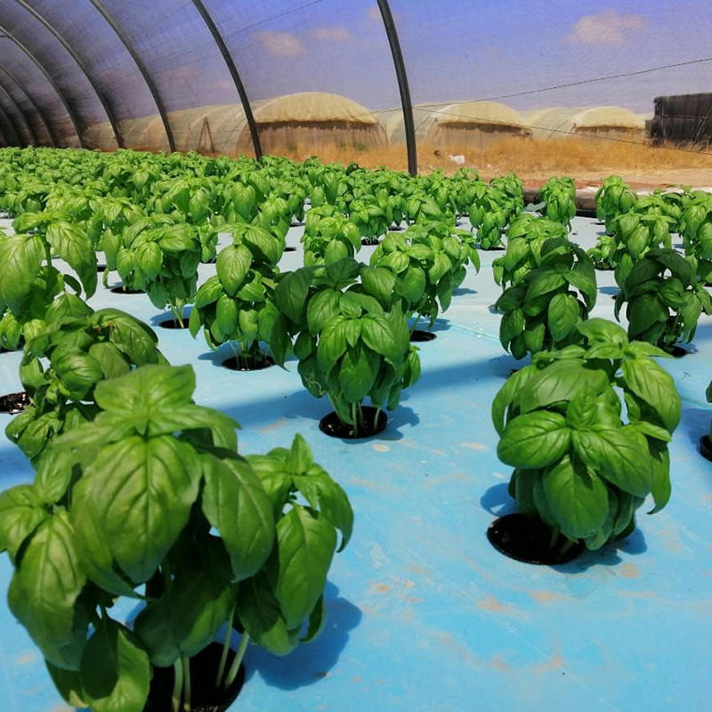 XPS 100*60mm DWC Hydroponic Growing System Raft Floating Board XPS Foam Board with 50mm or Customized Hole