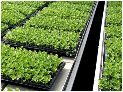 seed starter trays with grow light