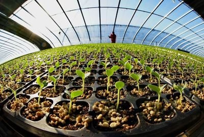 seed starting trays reusable
