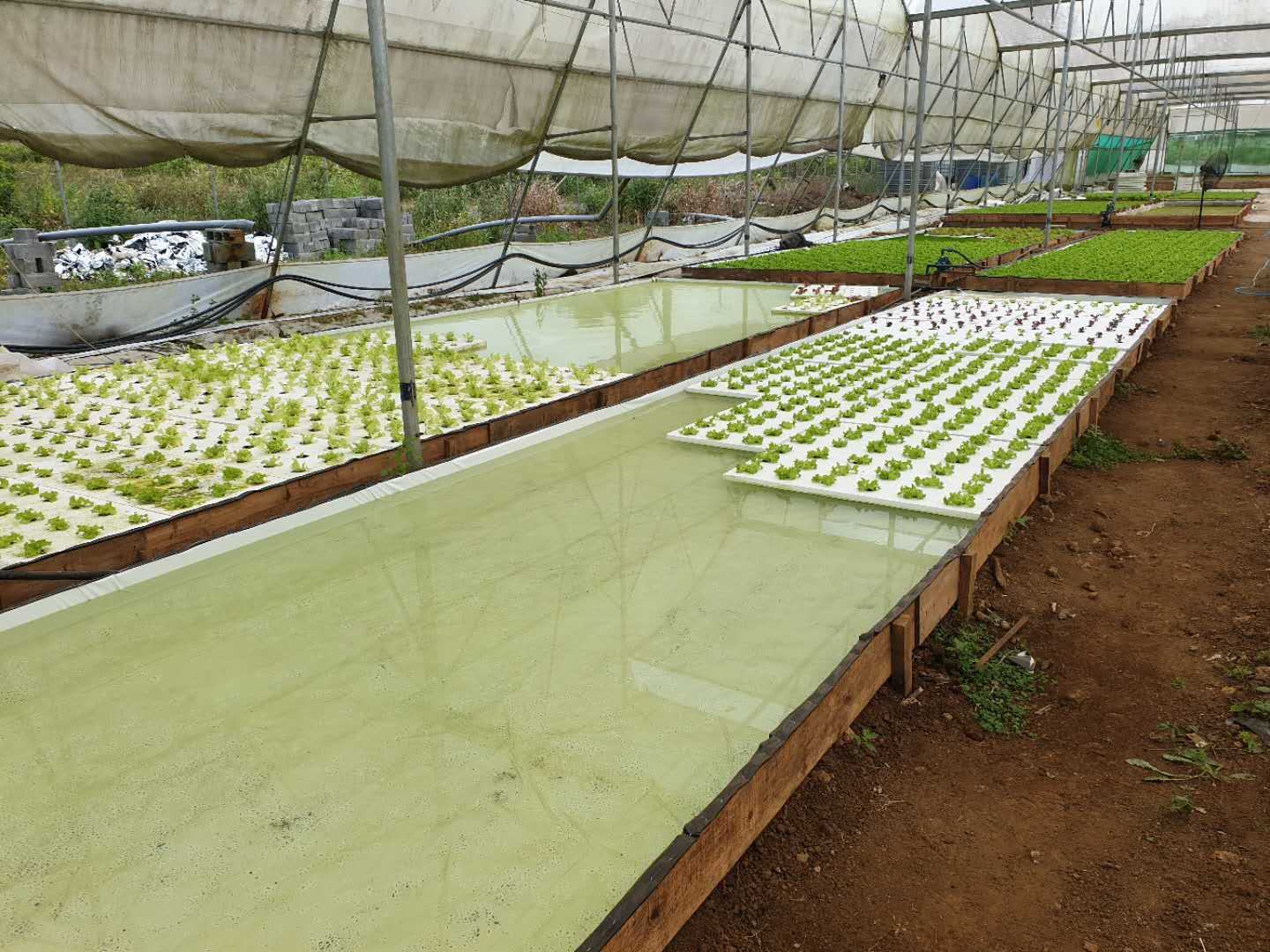 XPS DWC Hydroponic Floating Raft Growing Foam Board for Deep Water Culture Vegetable Growing