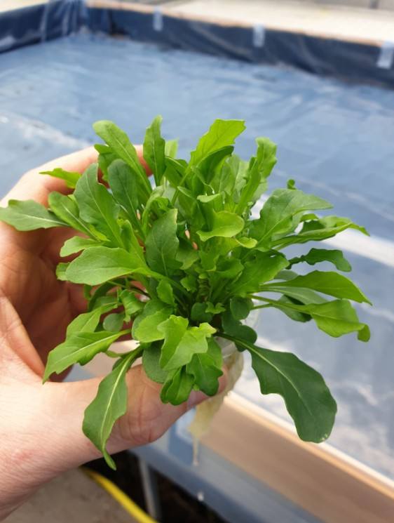 XPS DWC Hydroponic Floating Raft Growing Foam Board for Deep Water Culture Vegetable Growing