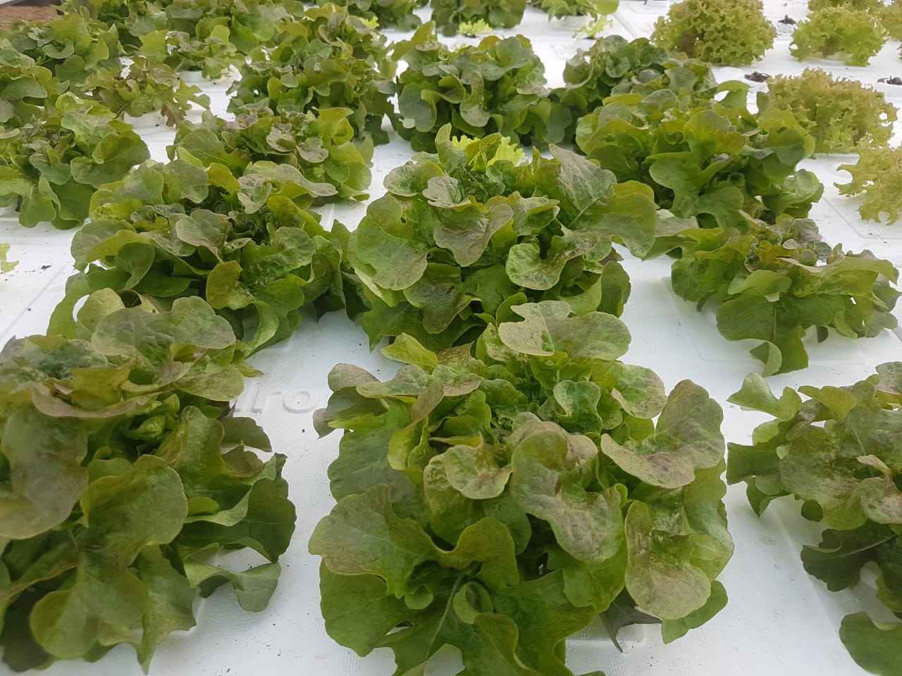 XPS DWC Hydroponic Floating Raft Growing Foam Board for Deep Water Culture Vegetable Growing