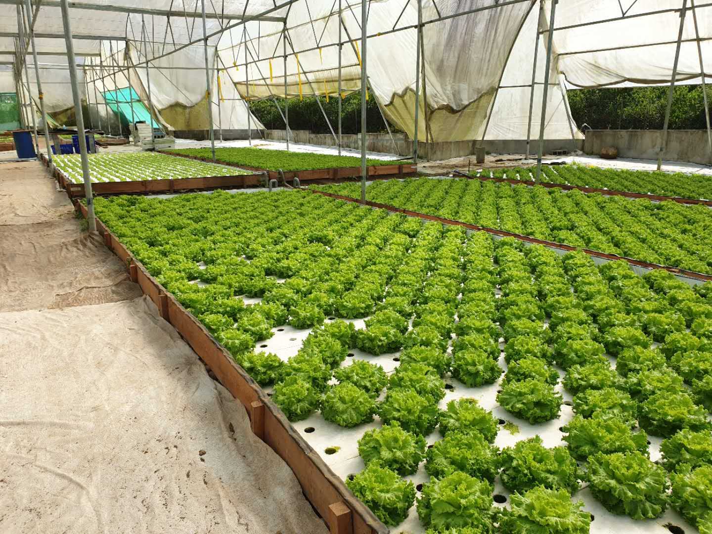 XPS DWC Hydroponic Floating Raft Growing Foam Board for Deep Water Culture Vegetable Growing