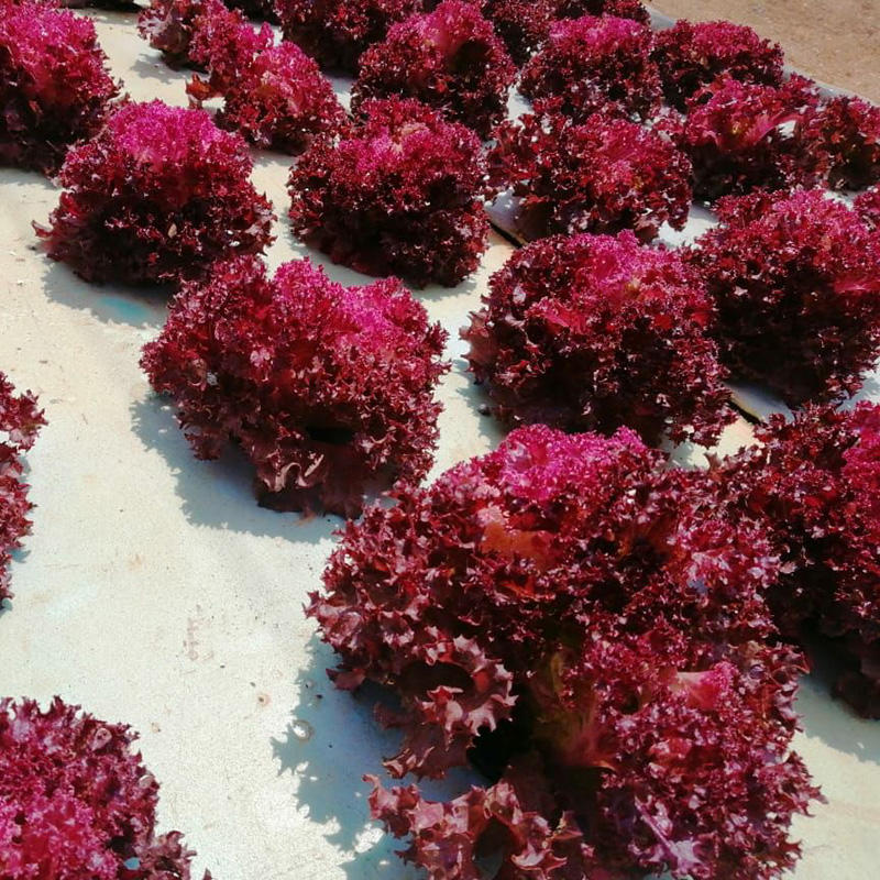 Deep Water Culture XPS Hydroponics Floating Raft Board Growing Foam Board Hydroponic Growing System for Greenhouse Vegetable