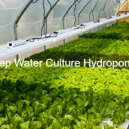 Lightweight Extruded Polystyrene Xps Foam Board for Hydroponics