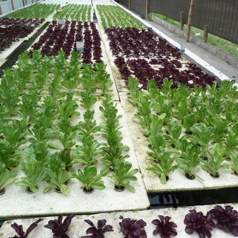 Lightweight Extruded Polystyrene Xps Foam Board for Hydroponics