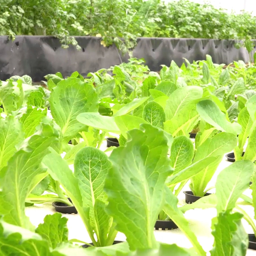 Lightweight Extruded Polystyrene Xps Foam Board for Hydroponics