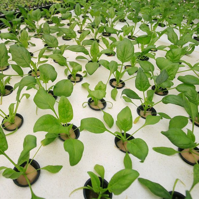 Lightweight Extruded Polystyrene Xps Foam Board for Hydroponics