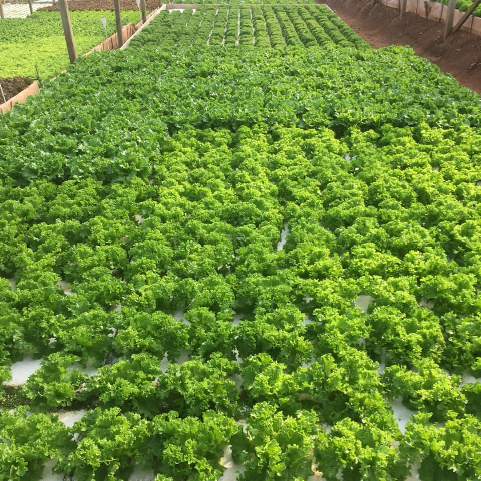 China Greenhouse DWC Board XPS Floating Rafts Foam Water Saving Hydroponic Aquaponics Growing System