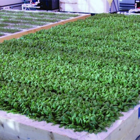 China Greenhouse DWC Board XPS Floating Rafts Foam Water Saving Hydroponic Aquaponics Growing System