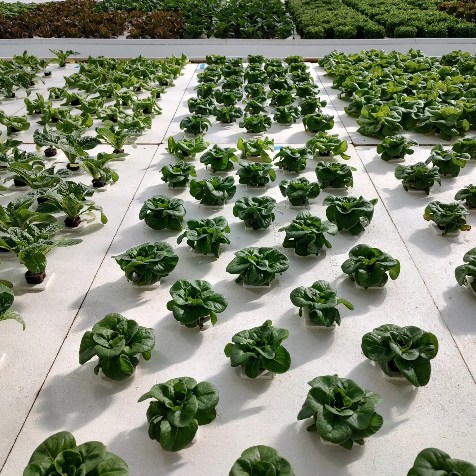 China Greenhouse DWC Board XPS Floating Rafts Foam Water Saving Hydroponic Aquaponics Growing System