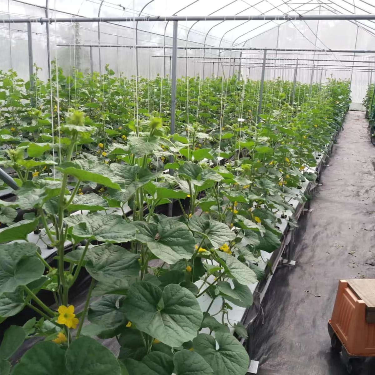China Greenhouse DWC Board XPS Floating Rafts Foam Water Saving Hydroponic Aquaponics Growing System