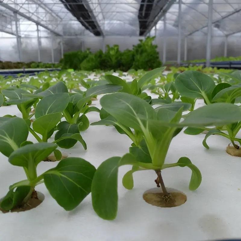 Customized Hydroponics DWC Floating Raft GreenHouse Float Rafts for Growing Vegetables in Commercial Green House