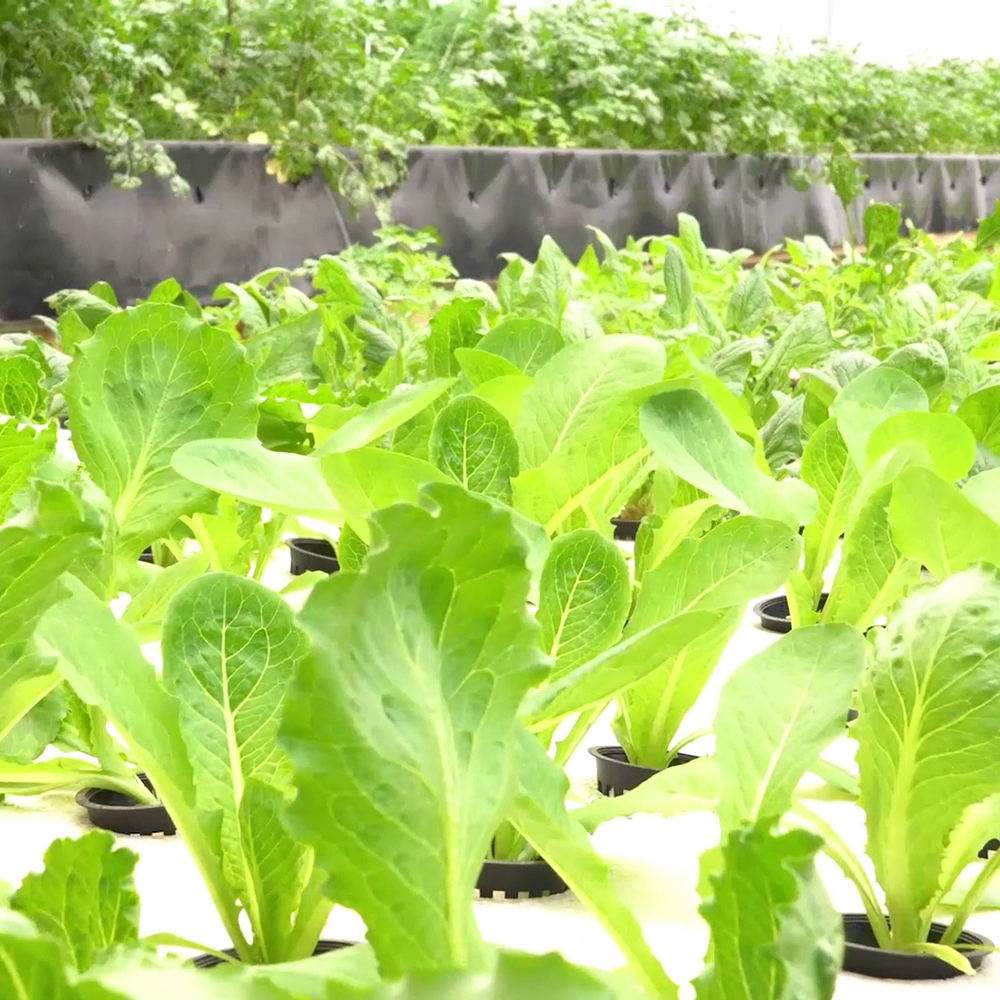 Customized Hydroponics DWC Floating Raft GreenHouse Float Rafts for Growing Vegetables in Commercial Green House