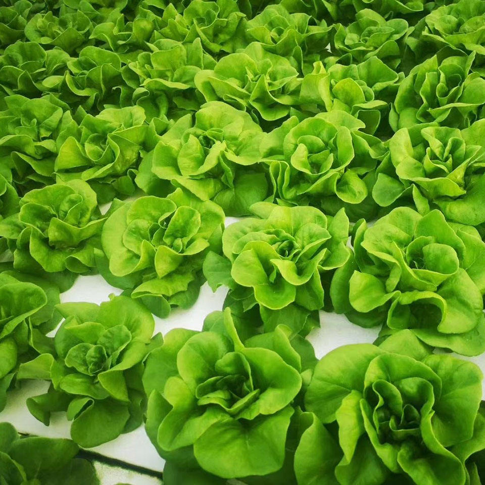 Customized Hydroponics DWC Floating Raft GreenHouse Float Rafts for Growing Vegetables in Commercial Green House