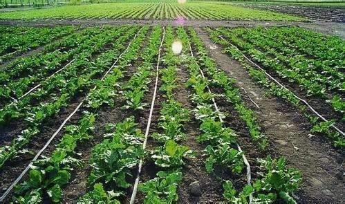 16/20/25/32/40/50/63/75 mm Agriculture Irrigation HDPE Pipe Greenhouse Farming Hydroponics