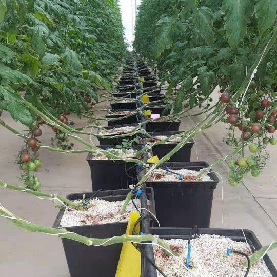 Wholesale Price 2 Ways 4 Ways Drip Arrow Irrigation Pipe Fittings Dripper with 4L/8L Current Stability PP Hose with Drip
