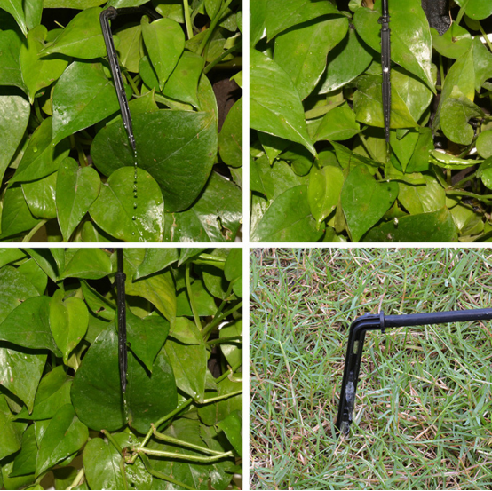 Wholesale Price 2 Ways 4 Ways Drip Arrow Irrigation Pipe Fittings Dripper with 4L/8L Current Stability PP Hose with Drip