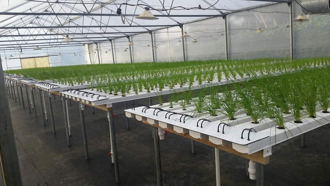 Hydroponic Growing System Irrigation Pipe