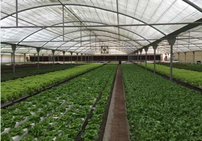 Clear Plastic Shed Greenhouse Covering Plastic protection Film Greenhouse Used for Agricultural Greenhouse Film