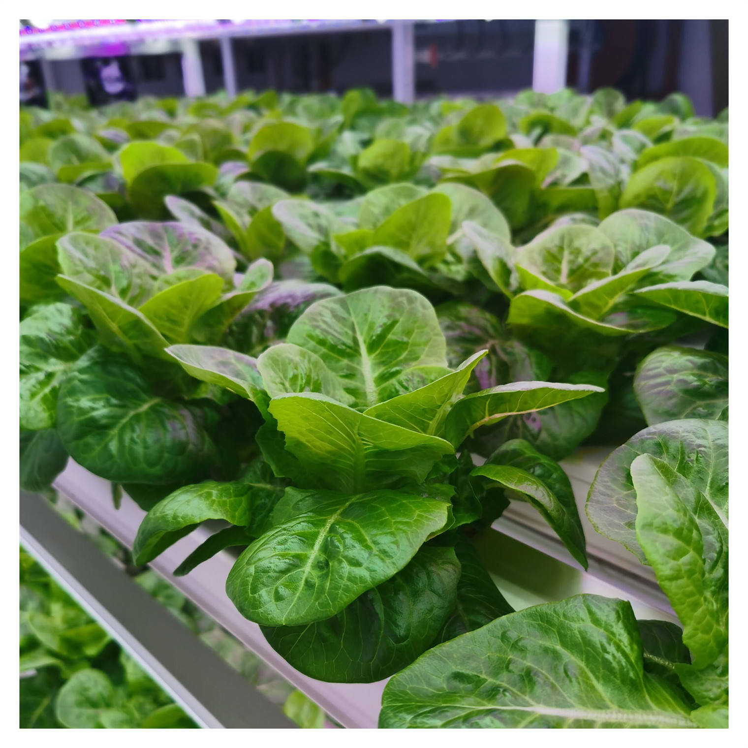 Agriculture NFT Water or Substrate Growing Hydroponic System for Poly Tunnel Greenhouse/Film/PC/Glass Greenhouse