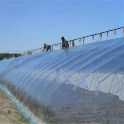 GT 200 Micron Plastic Green House Covering Film Single Span Shading System Blackout Greenhouse