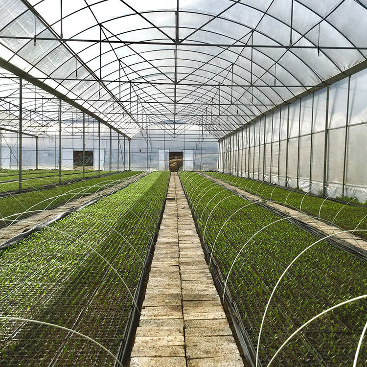 Large Single Span Tunnel Greenhouse Arches Film Greenhouse Plastic Shed for Growing Vegetables