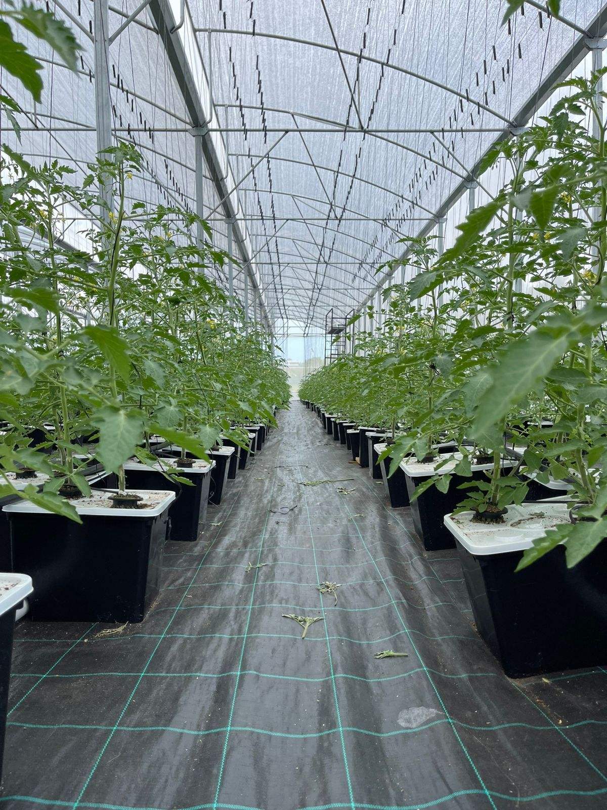 Black Green White pp Non Woven Anti Weed Control Mat Landscape Fabric Barrier Agricultural Garden Greenhouse Ground Cover
