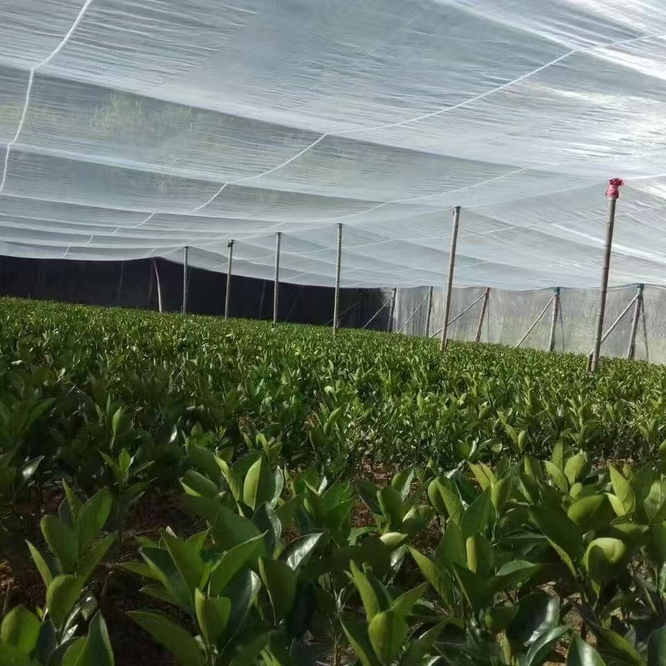 High-Transparency Nylon Insect Net - Fruit Tree Bird & Pest Protection, Courtyard/Balcony Use, Wholesale