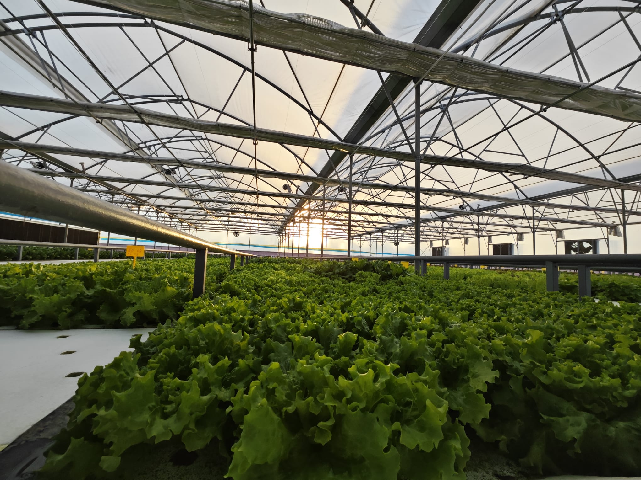 Aquaculture Waterproof PE Fish Pond Liner Durable PE Membrane for Agricultural DWC System