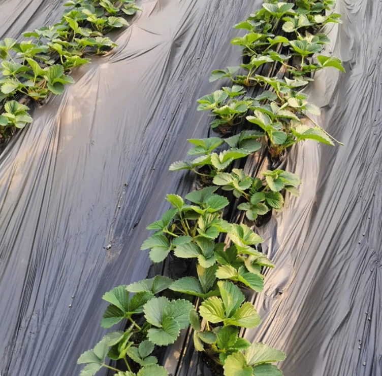 Wholesale High Quality Silver and Black MULCH FILM Plastic Cover for Greenhouse for Softened Cultivation