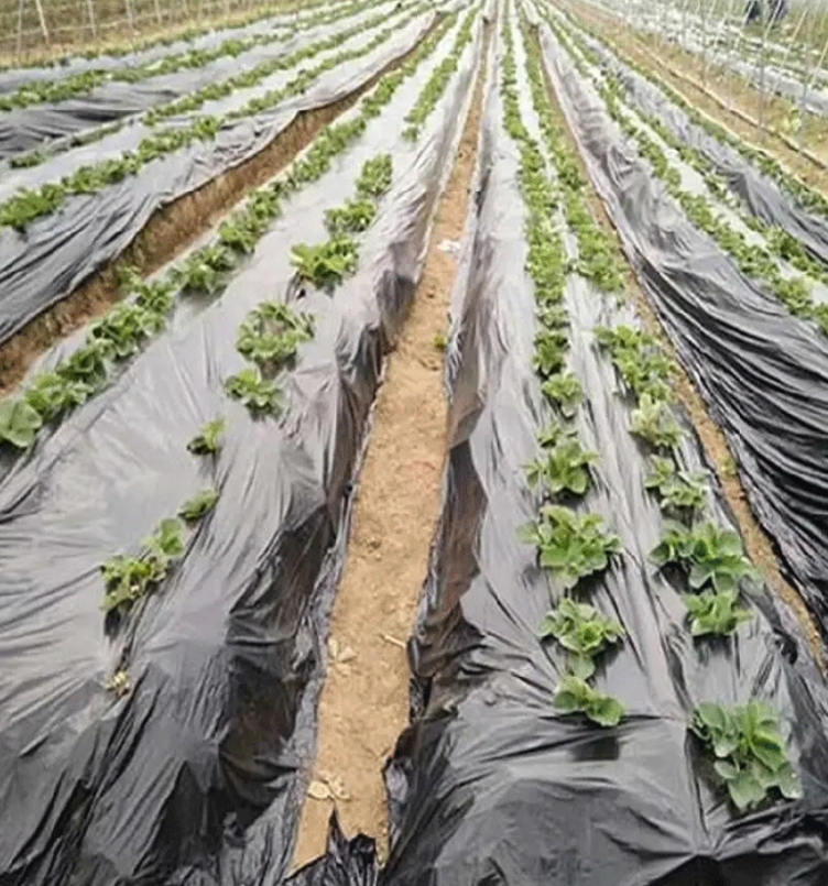 Wholesale High Quality Silver and Black MULCH FILM Plastic Cover for Greenhouse for Softened Cultivation