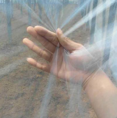 Indoor Agricultural Greenhouse Galvanized Steel Frame Film Tomato Single Span Greenhouse for Vegetables