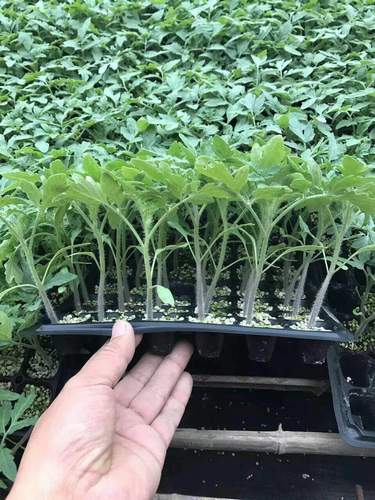 Unlock High Germination Rates: G&N’s Seed Germination Trays Elevate Hydroponic Seeding Success